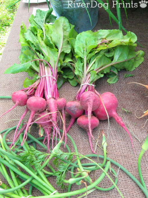 farm-beets1