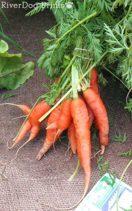 farm-carrots1
