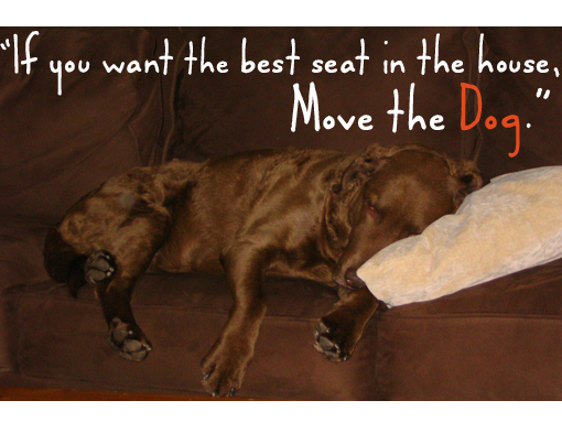 If you want the best seat in the house, move the dog