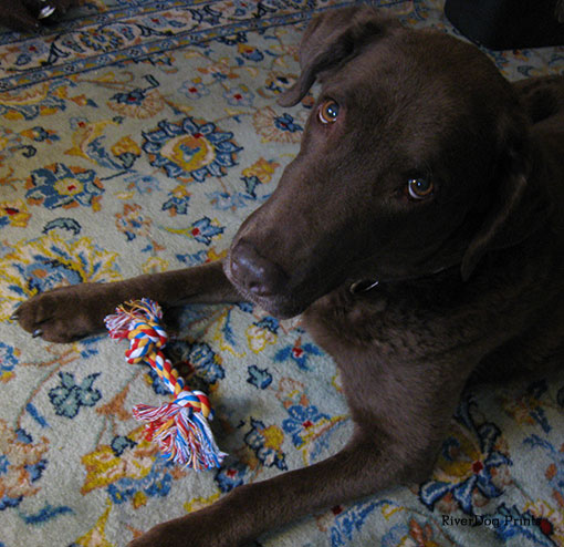 scout-rope-toy