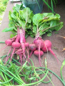 farm-beets
