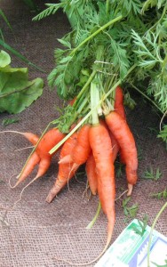 farm-carrots