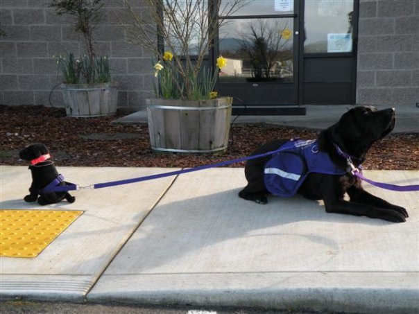 Devo shows Pups how an Autism Assistance Dog can be an anchor if a child bolts.