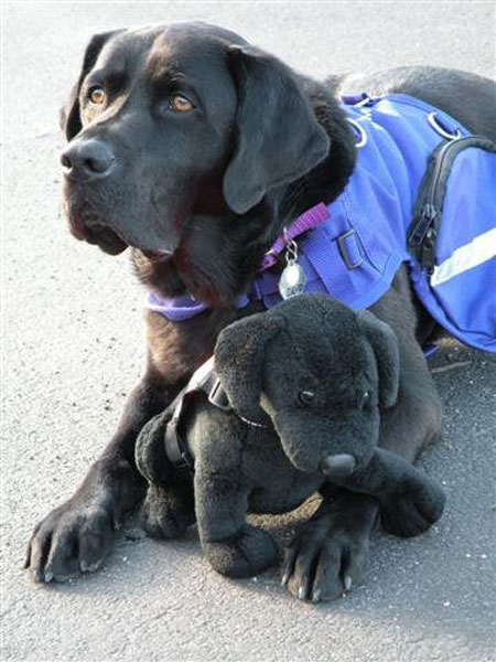 devo-and-pups-hanging-out