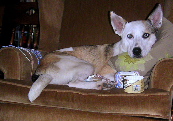 Oh, is this your knitting?