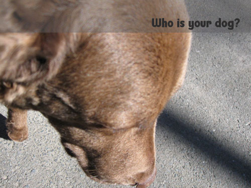 who is your dog?