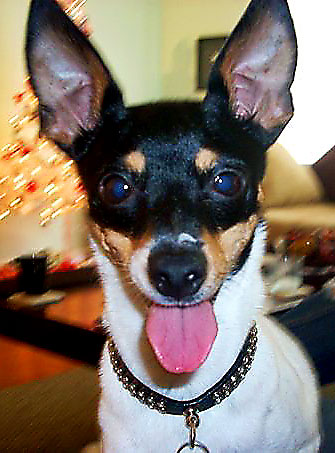 Say hello to my little friend