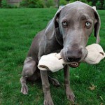 4616164424_1417466eda_m