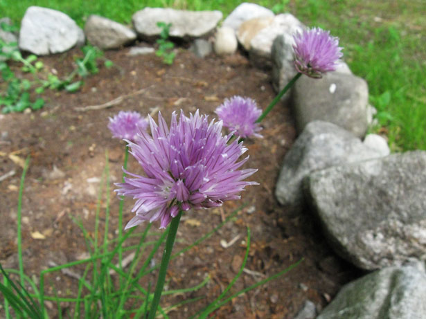 chives1