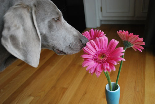 stop to smell the flowers