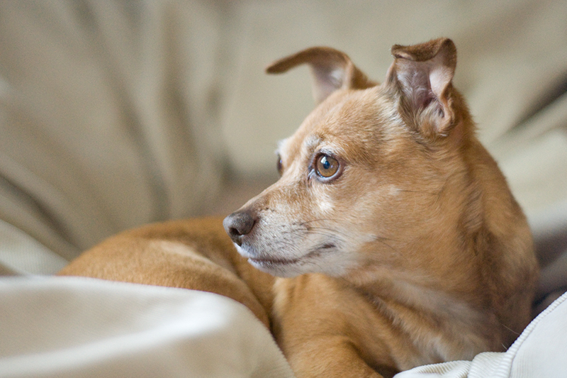 Beans the Wonder Dog