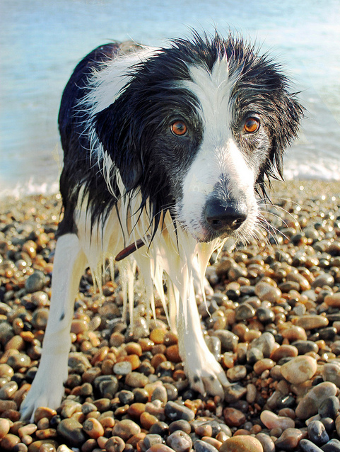 Sea Urchin by Meg Prince on Flickr