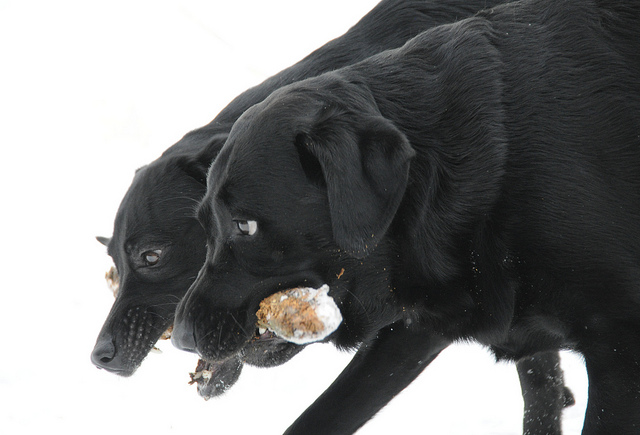 Labs playing - Emmi and Cara by Sini Merikallio [smerikal] on Flickr