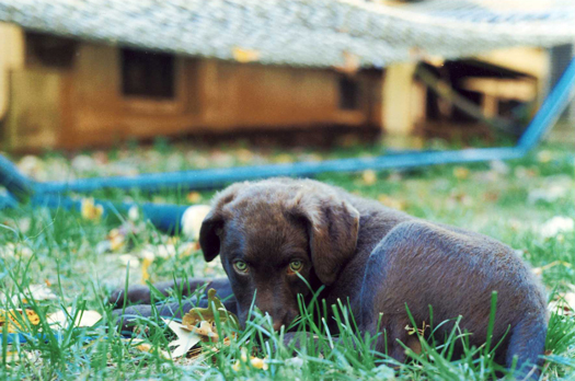 scoutpuppy