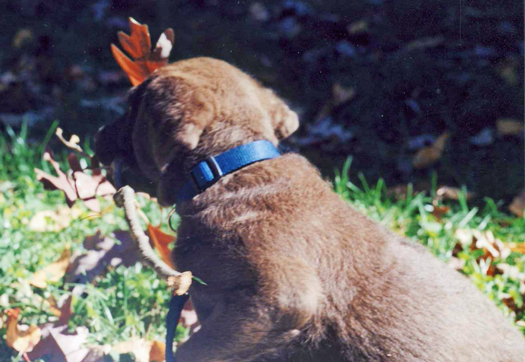 scoutpuppy2