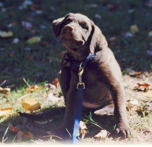 scoutpuppy3