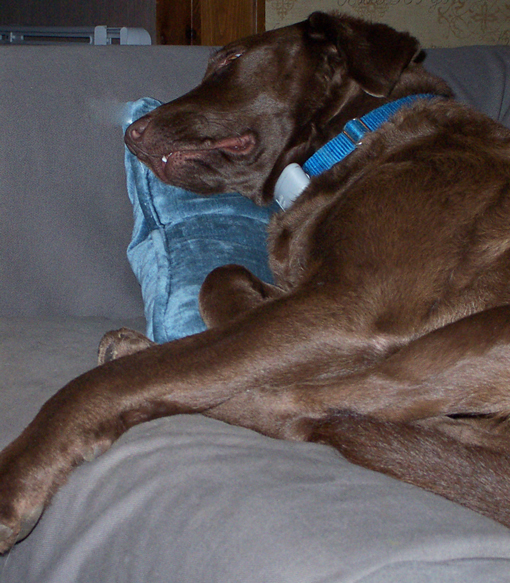 sleepy-scout1