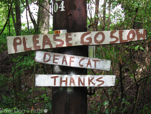 deaf-cat