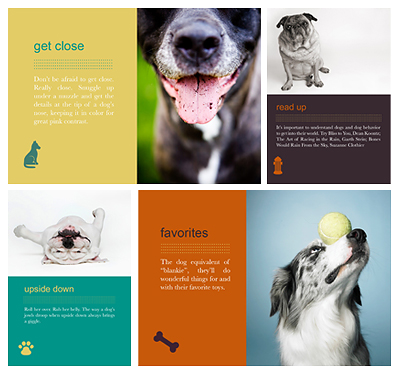 dog_posing_collage