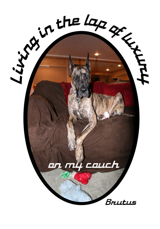 Brutus the Dane