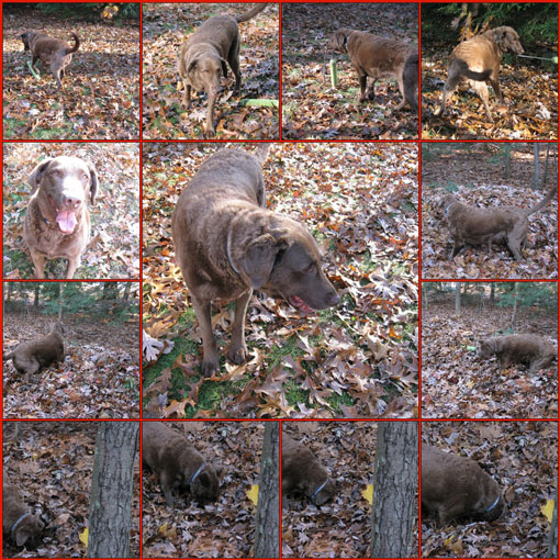 kid-in-leaves