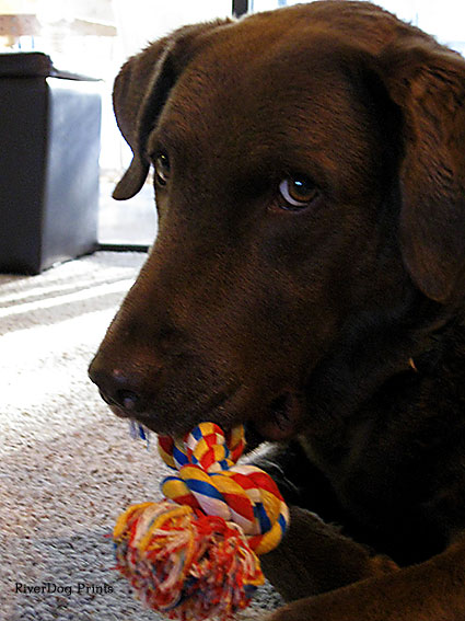 rope-toy-close-up1