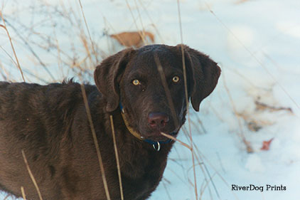 snow-dog