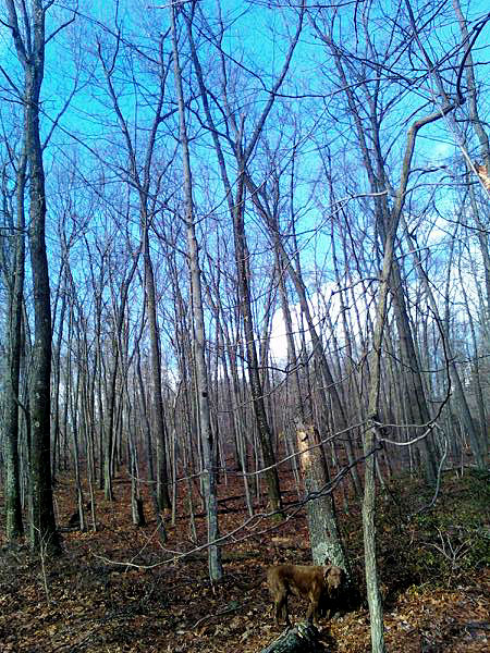 blue-sky