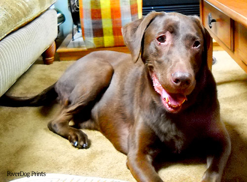 our-dog-max