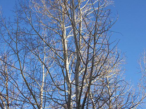 co-aspens