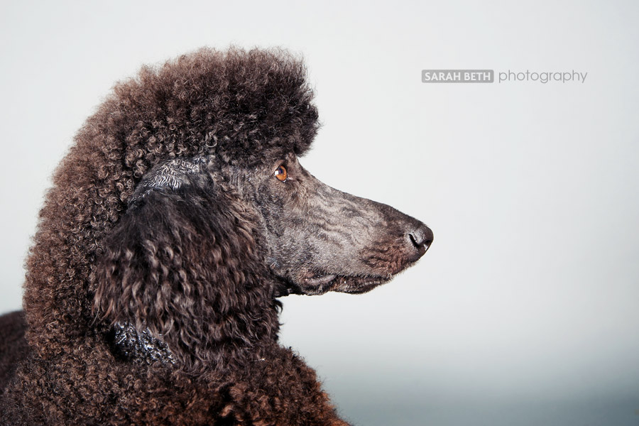 sb-dogspaw4