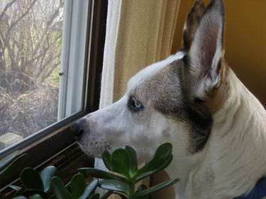 I see squirrels