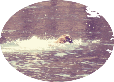 water-dog-oval
