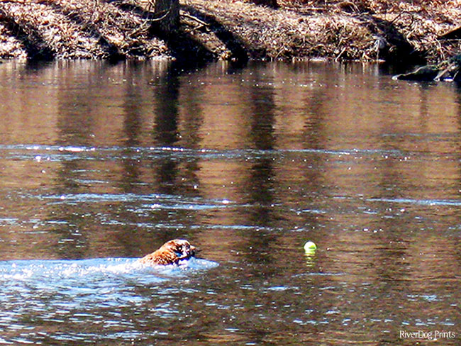 water-dog-too