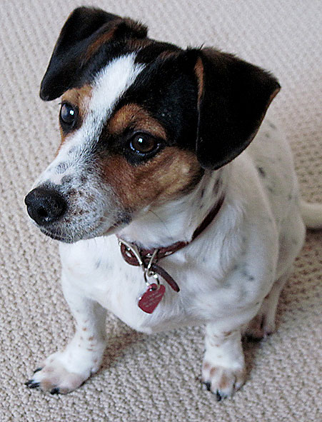 Sweet Annie