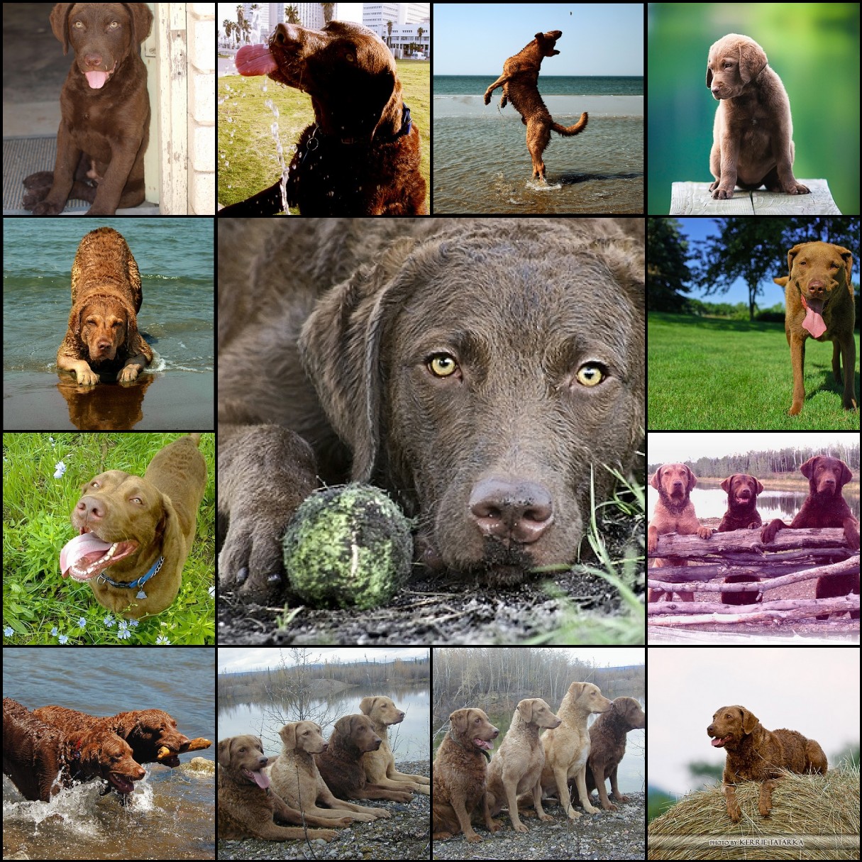 chessie-mosaic