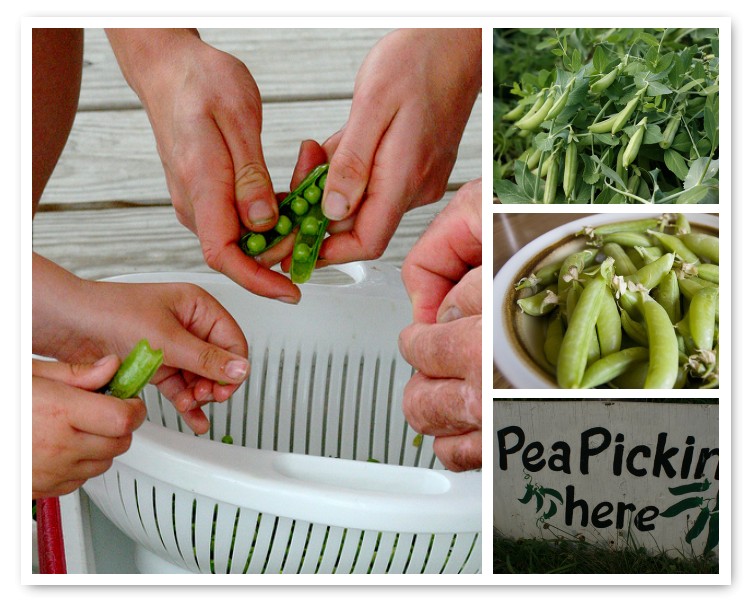 peas-mosaic
