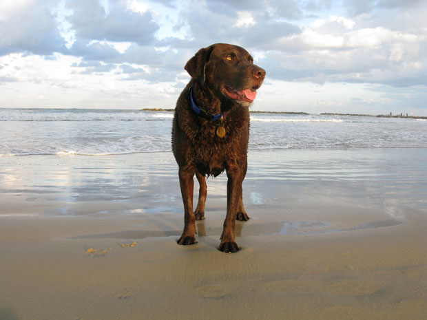 Troy at the Beach