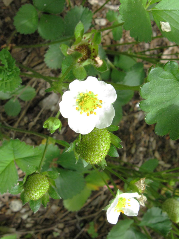 new-strawberries