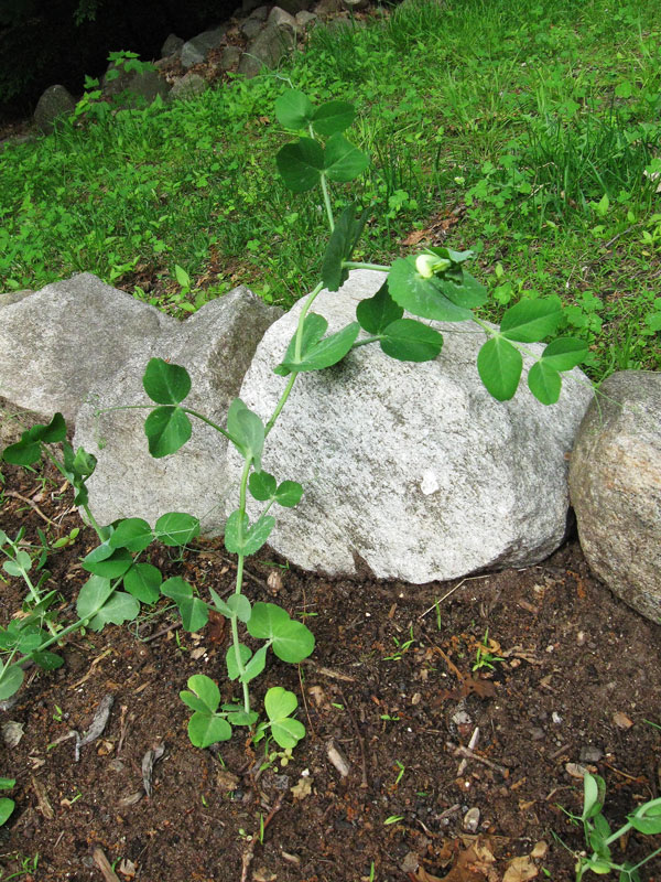 peas
