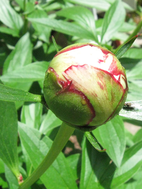 peony