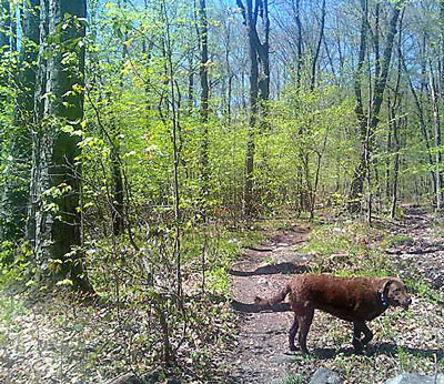 tail on the trail