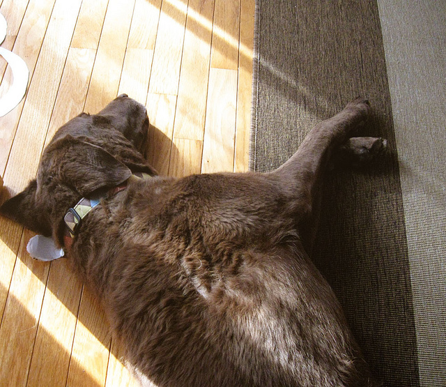 sleep-in-the-sun