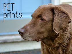 pet-prints