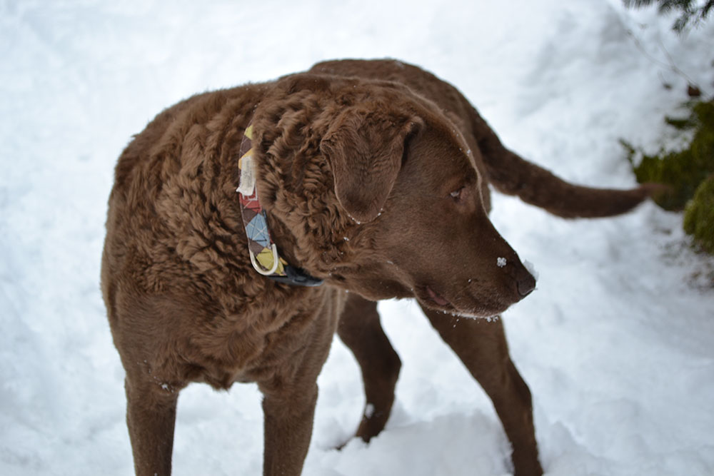 Scout the Dog
