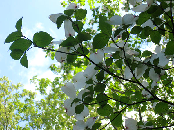 dogwood-before