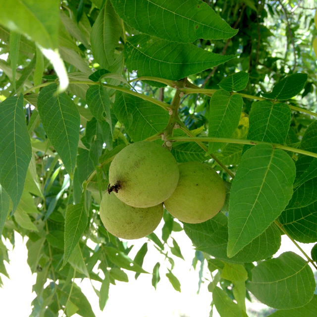 green-walnuts