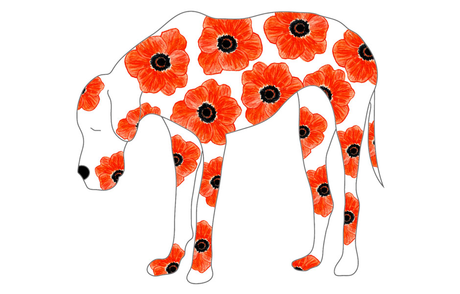 poppy940x600