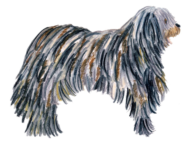bergamasco2