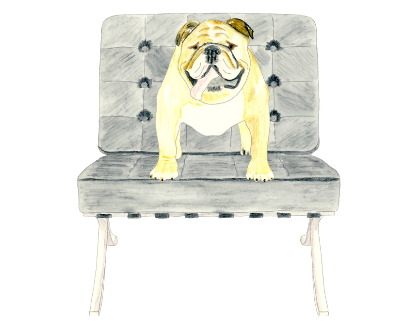 bulldog